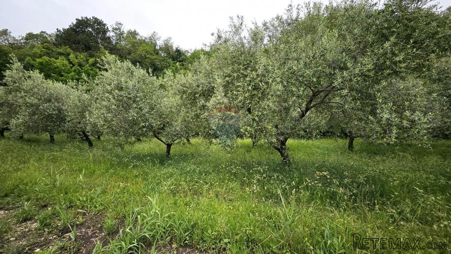 Istra, Grožnjan- maslinik s 50 maslina - 2