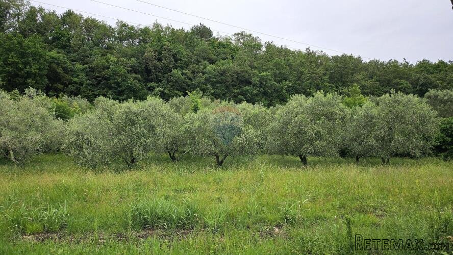 Istra, Grožnjan- maslinik s 50 maslina - 3