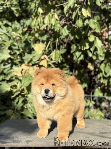 Chow Chow / Čau Čau štenci na prodaju! - 2