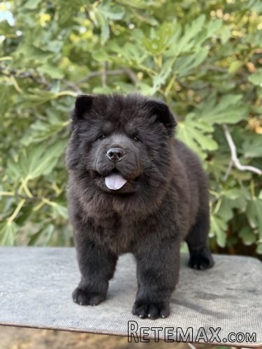 Chow Chow / Čau Čau štenci na prodaju! - 3