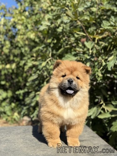 Chow Chow / Čau Čau štenci na prodaju! - 4