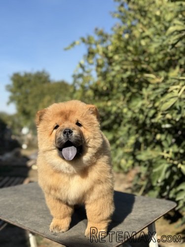 Chow Chow / Čau Čau štenci na prodaju! - 5