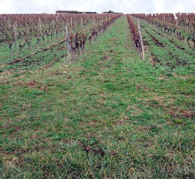 Property of ~20 ha in Grande-Champagne