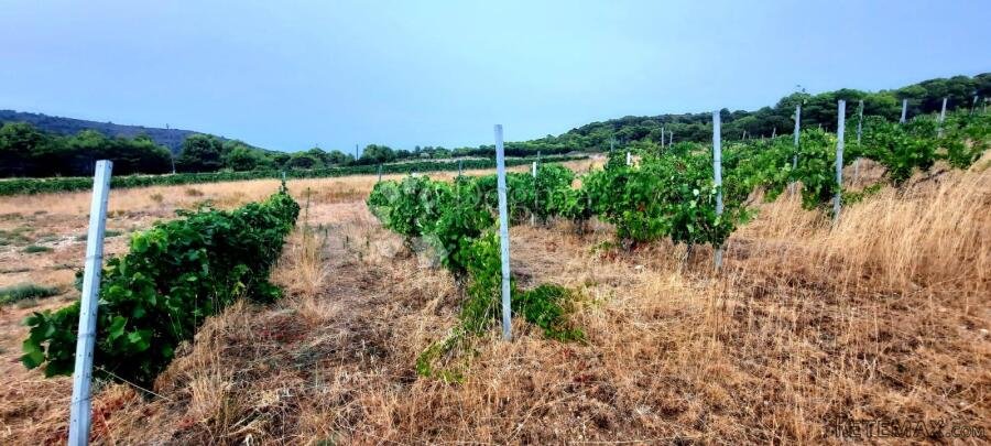 Otok Vis - izniman posjed s kamenom starinom za adaptaciju ! - 9
