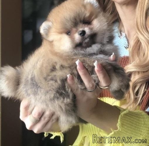 Pomeranski špic,Pomeranac,Pomeranian,Boo štenci - 4