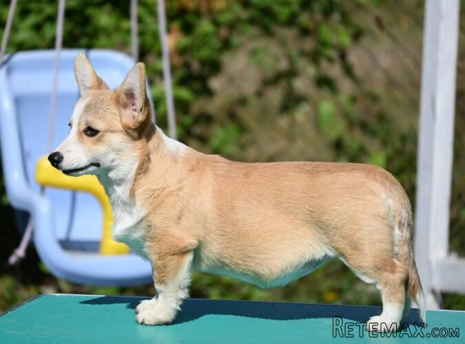 Velski korgi/Welsh Corgi Pembroke štenci - 2