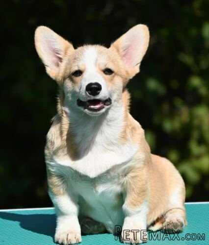 Velski korgi/Welsh Corgi Pembroke štenci - 3