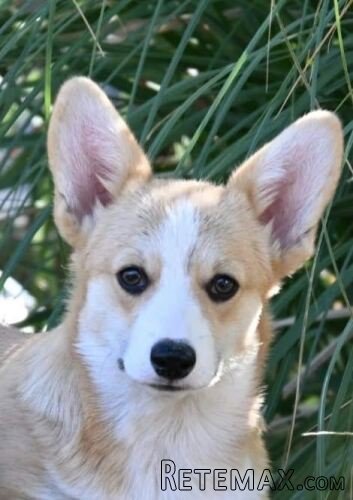 Velski korgi/Welsh Corgi Pembroke štenci - 4