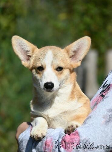 Velski korgi/Welsh Corgi Pembroke štenci - 5