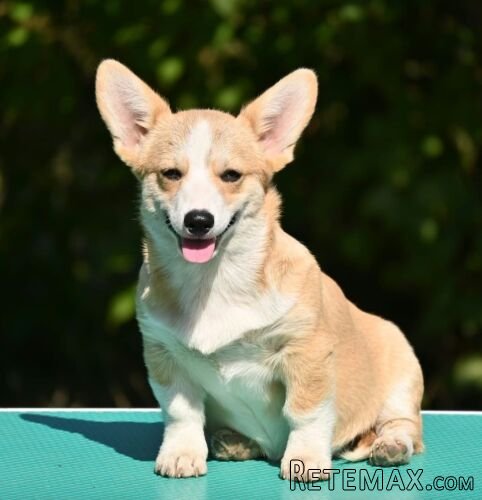 Velski korgi/Welsh Corgi Pembroke štenci - 6