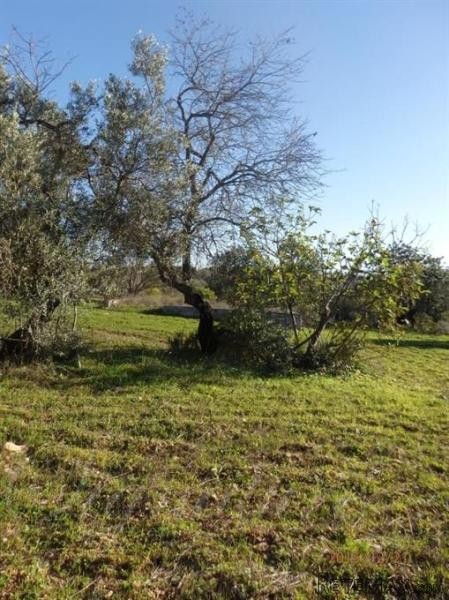 4 bedroom Farm For Sale: Santa Barbara.. - 2
