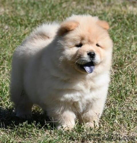 Chow Chow Čau Čau štenci - 2