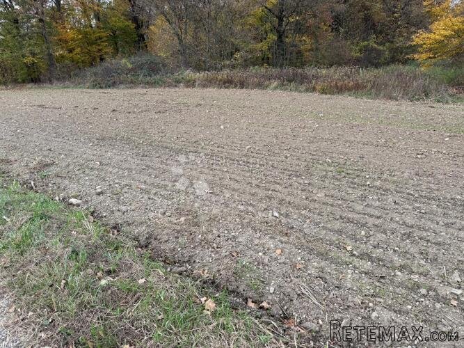 Na rubu šume i grada - 2