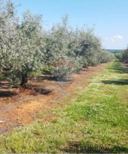 Istra,Vabriga,maslinik sa 200 maslina