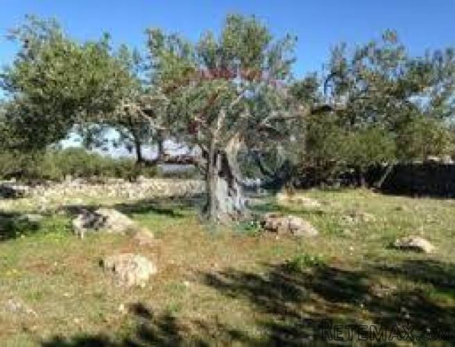 ISTRA, GALIŽANA-Maslenik star 100 godina