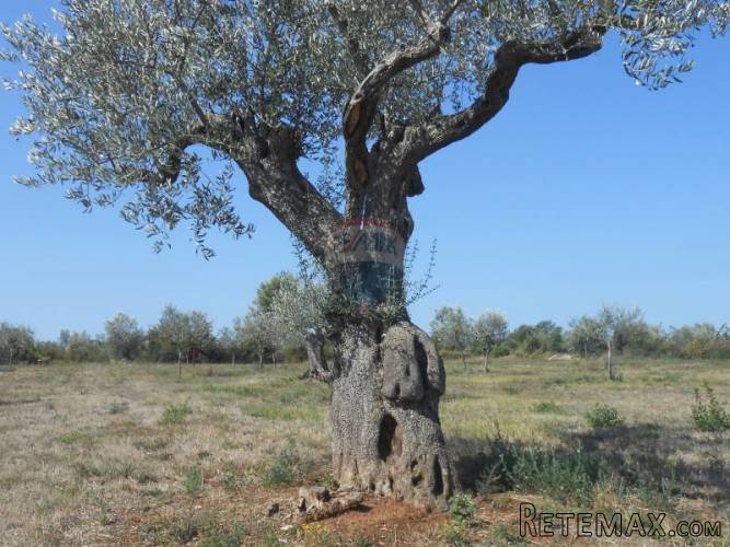Istra, okolica Fažane, poljoporivredno zemljište sa...