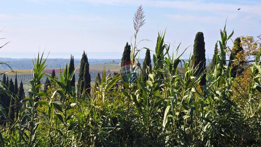 Istra,Buje-Građevinsko zemljište panoramskog pogleda