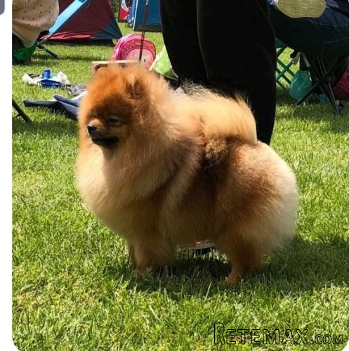 Pomeranac mužjak, spreman za parenje