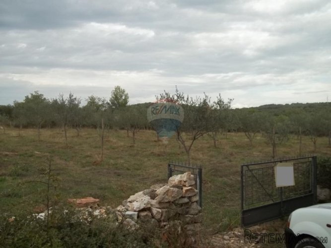 Istra, Rovinj- Maslinik sa stotinjak maslina blizu Rovinja