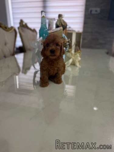 Goldendoodle prelepi štenci - 3