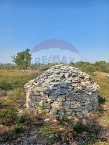 Istra, Galižana, maslinik sa kažunom