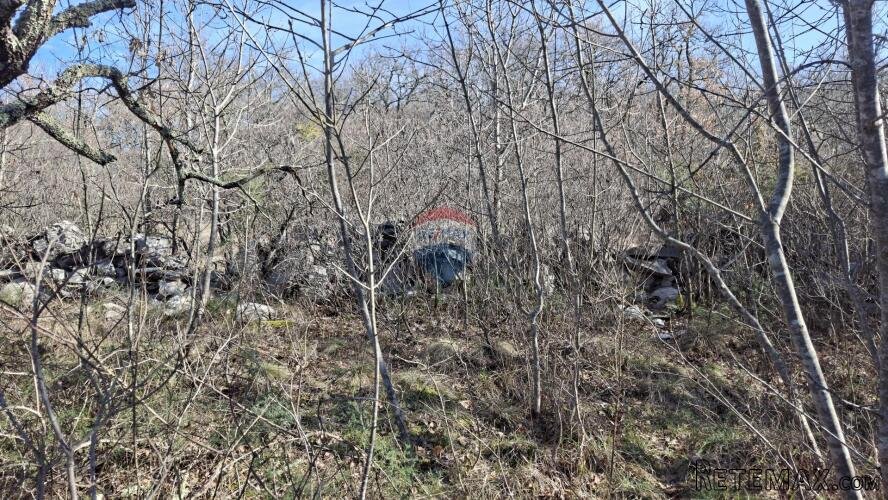 Istra,Buje,šuma