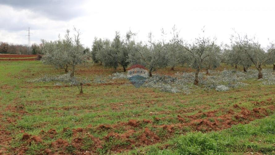 Poreč, okolica- poljoprivredno zemljište s maslinikom