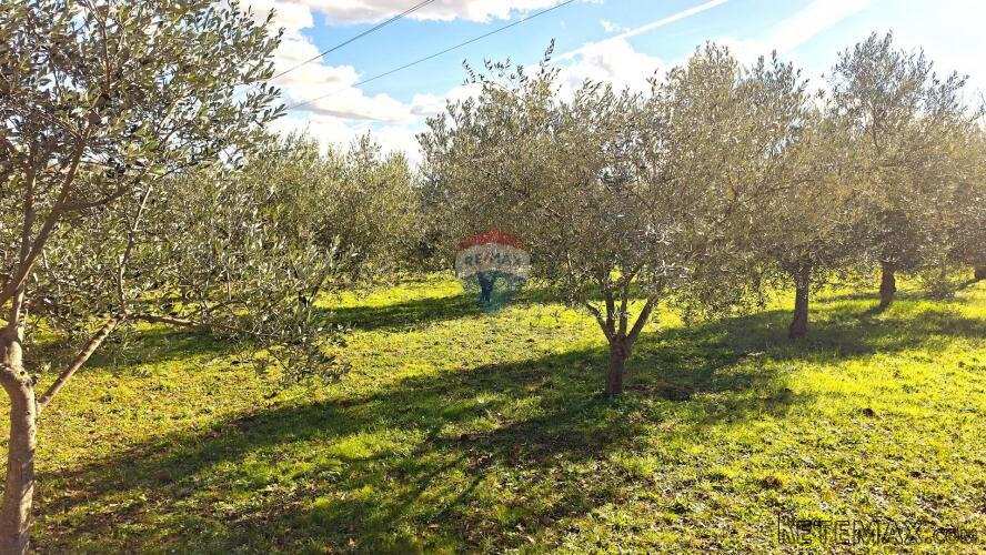 Istra,Umag - poljoprivredno zemljište