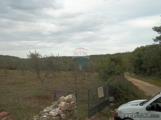 Istra, Rovinj- Maslinik sa stotinjak maslina blizu Rovinja - 2