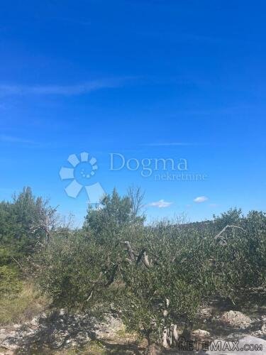 Poljoprivredno zemljište, Maslinik- Dvornice - 3