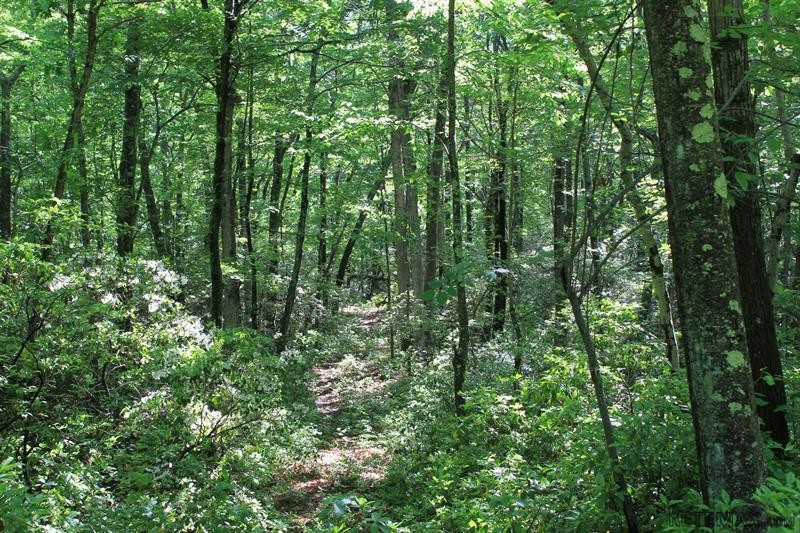 Land For Sale: Conant Valley Road Pound..