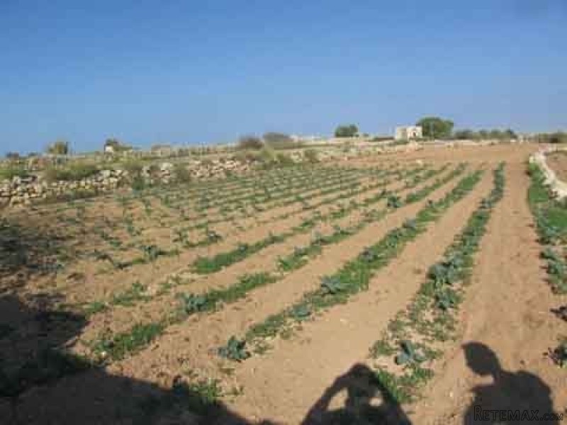 Land / Fields,