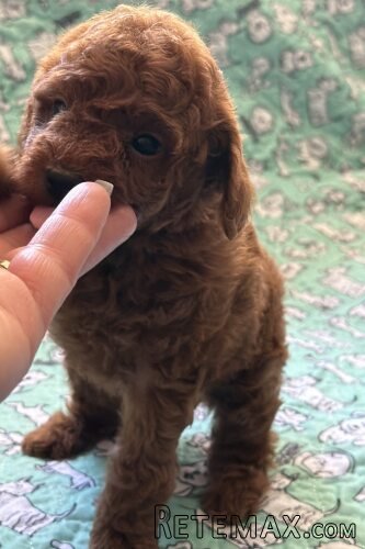 Toy Pudle na prodaju - 2