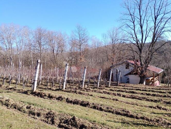 BEKTEŽ - VINOGRAD S VIKENDICOM U BLIZINI RIBNJAKA