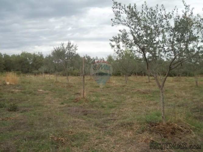 Istra, Rovinj- Maslinik sa stotinjak maslina blizu Rovinja - 3