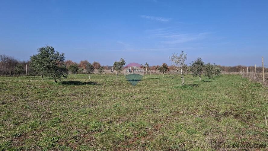 Istra,Novigrad,okolica-Poljoprivredno zemljište 5217 m2