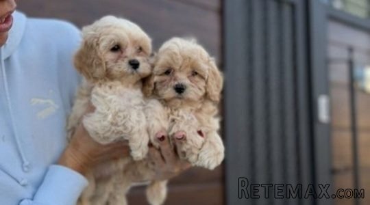 Maltipoo vrhunske genetike - 2