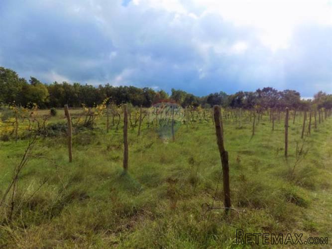 ISTRA, VODNJAN - Maslinik i vinograd s legaliziranim... - 4