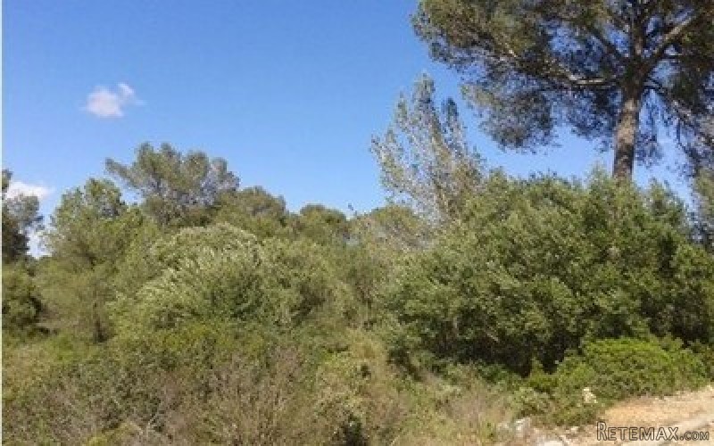 Plot for sale in Sineu.