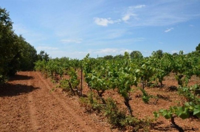 Wine Domaine On 5 Hectares with Pool - 2