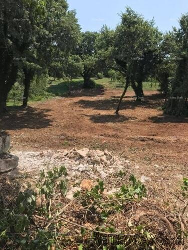 Građevinsko zemljište 1.137 m² – Filipana - 3