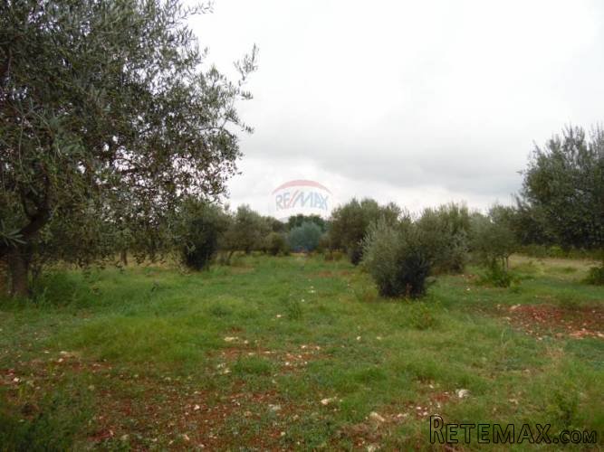 ISTRA,GALIZANA,maslinjak - 2