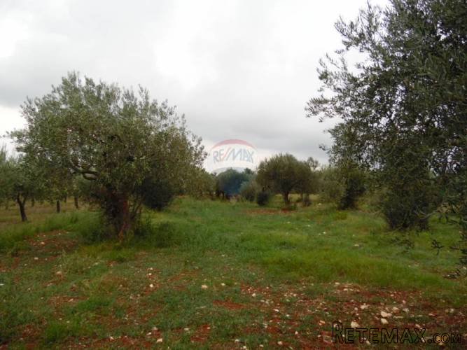 ISTRA,GALIZANA,maslinjak - 3