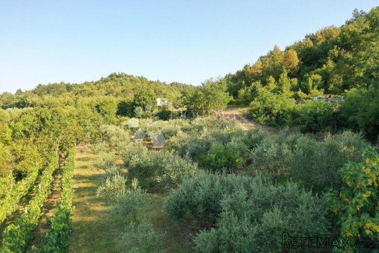 GRAČIŠĆE – manji maslinik i vinograd na prekrasnoj poziciji