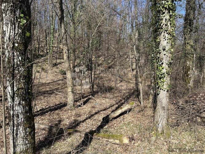 Rukavac - šuma