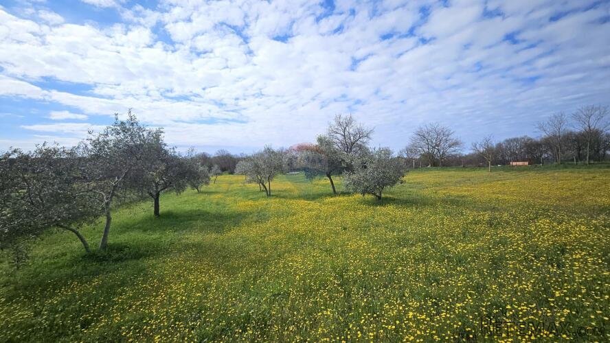 Istra, Umag okolica- građevinsko zemljište