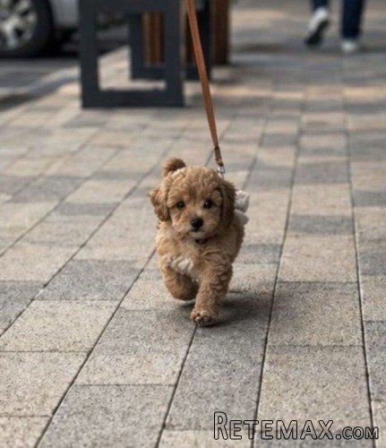 Maltipoo vrhunske genetike - 3