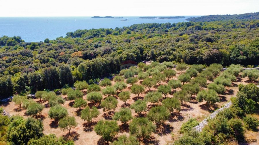 Rovinj,maslinik 3200m2,250m od mora - 2