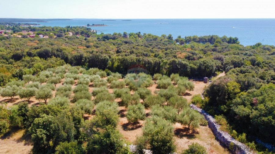 Rovinj,maslinik 3200m2,250m od mora - 3