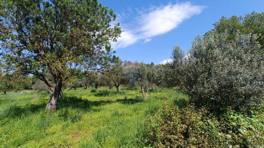 Istra, Rovinj, okolica- maslinik uz glavni put, odlična loka